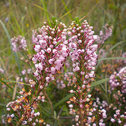 Erica vagans rosea